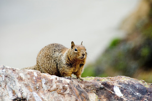 nature-14-squirrel.jpg