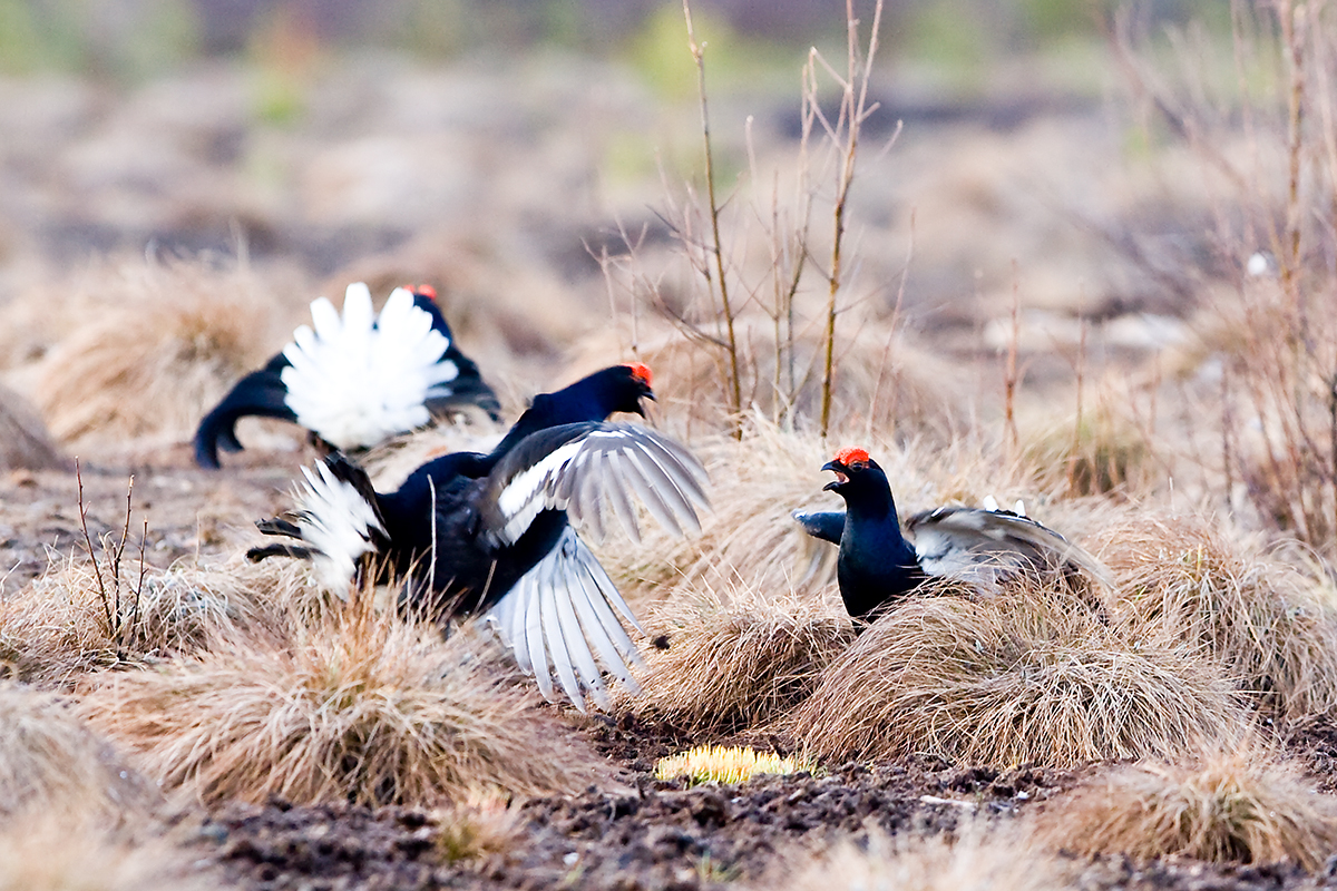 nature-22-birds.jpg