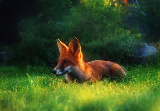 nature-35-fox.jpg