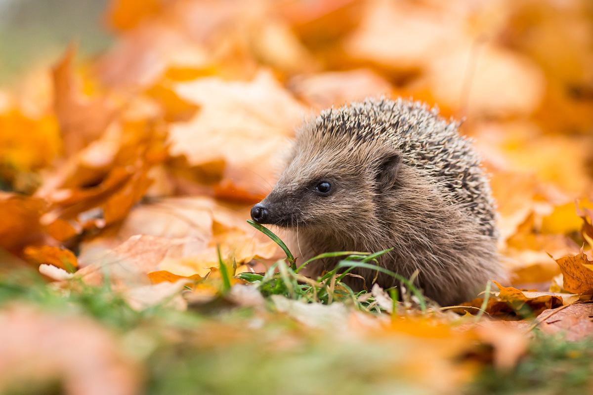 nature-37-hedgehog.jpg