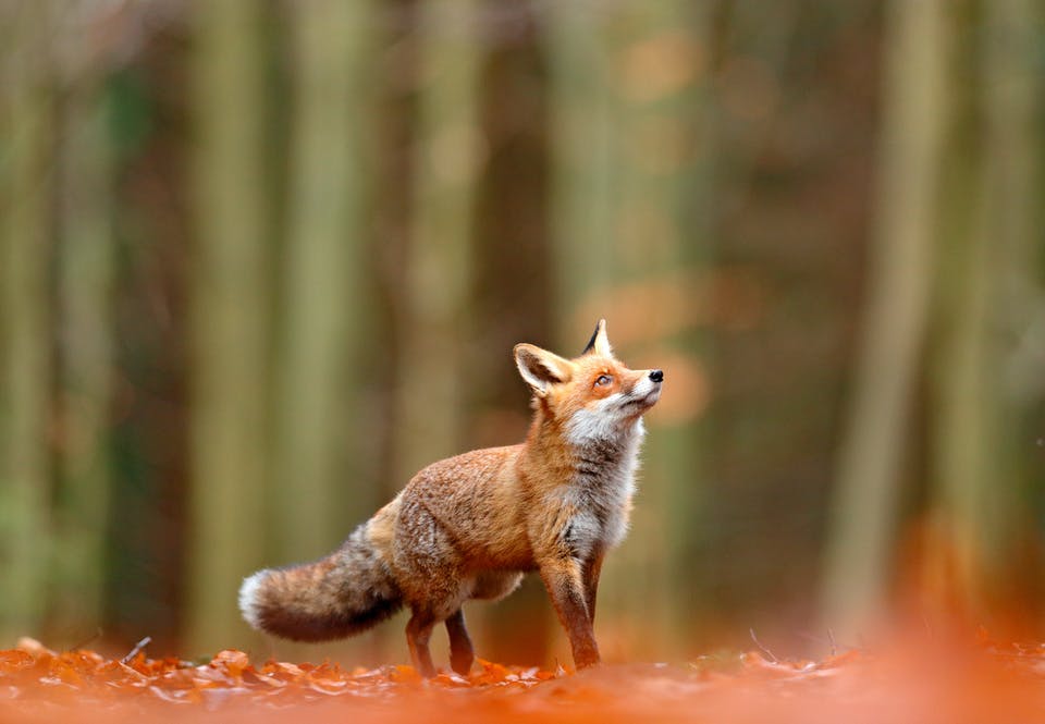 nature-41-fox.jpg