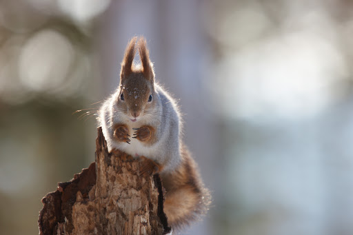 nature-42-squirrel.jpg